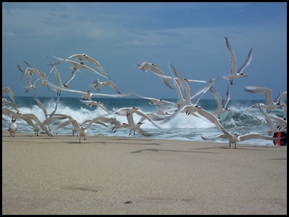 Tuesday at Sebastian Inlet 033