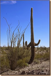 Typical Saguaro