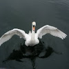 Cisne común. Mute swan