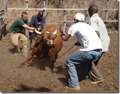 cattle wrestling