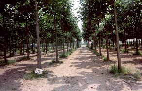 [Paulownia%25202%2520anos%255B3%255D.jpg]