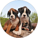 Image Google de Cloclo #