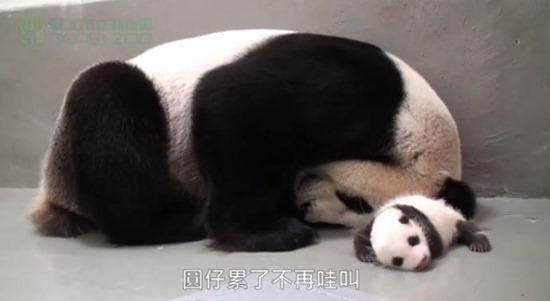 Bebê Panda Gigante 08