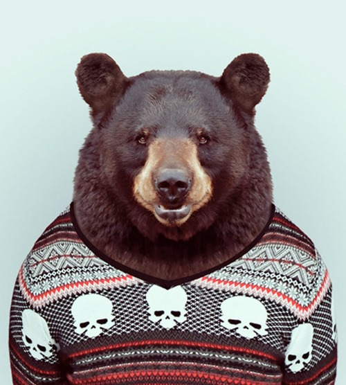 animais roupas humanas - urso