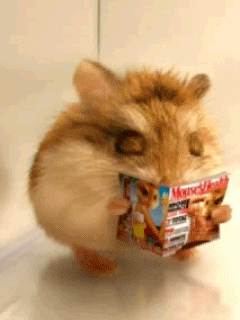 Hamster-Leyendo-Revista_big Hamster-Leyendo-Revista_big