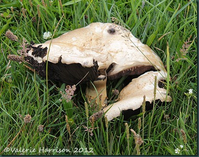 51-mushroom