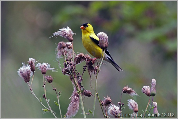 IMG_6392 Yellow Goldfinch