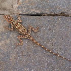 peninsular rock agama, South Indian rock agama