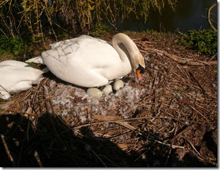 nesting swan (1)