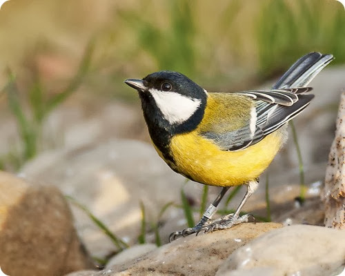 Cinciallegra Cinciallegra