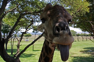 Pulling tongues, Giraffe, Lion Park Johannesburg