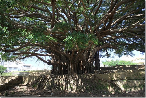 Okinawa 078 tree at sogen-ji park