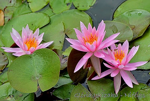Glória Ishizaka - flores 84