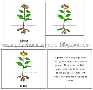 Th Plant