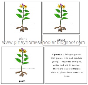 Botany Unit: The Plant | The Pinay Homeschooler