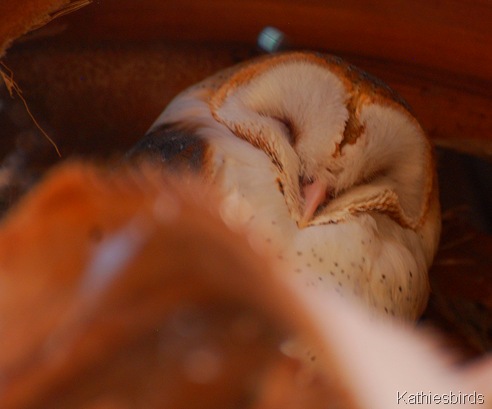 10. barn owl-kab