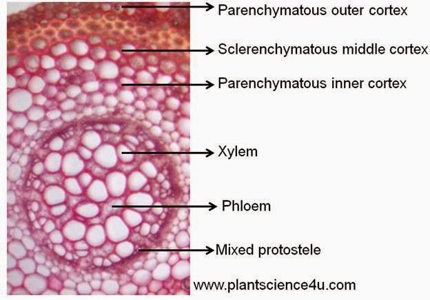 Lycopodium cernuum stem C.S mixed protostele 