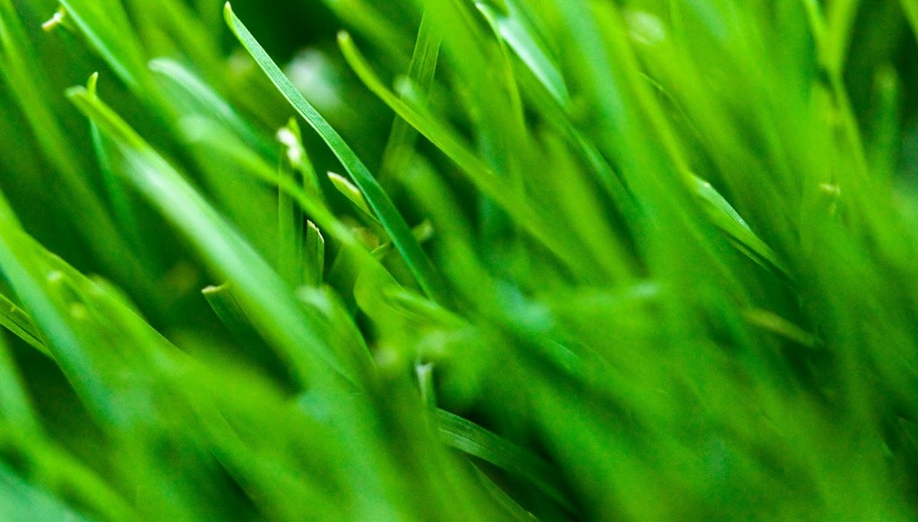 [Green%2520Grass%255B5%255D.jpg]