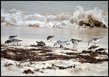 03l - Wildlife - Shorebirds