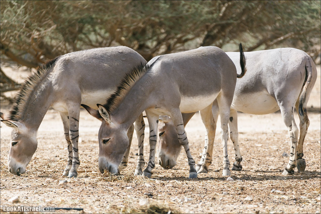 LookAtIsrael.com - Заповедник библейских животных Хай Бар | Hai Bar reserve | חי בר