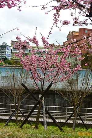 0202 004 -  內溝溪賞櫻步道