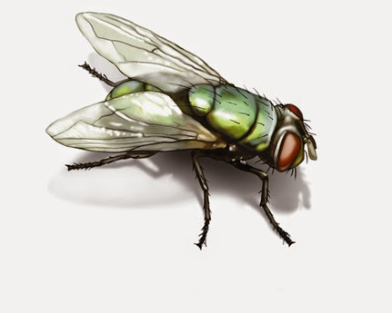 green-bottle-fly-illustration_1500x1200