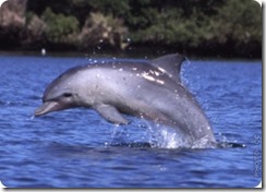 Dolphin