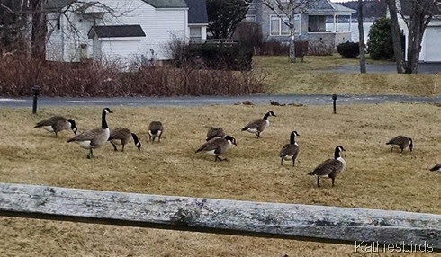 6. harpswell geese 1-2-15 cell pic