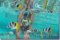Fish feeding