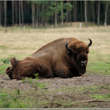 Wisent