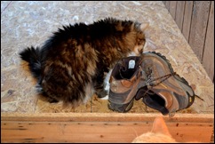 cats love boots