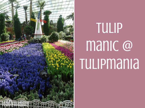 Tulip Manic  Tulipmania