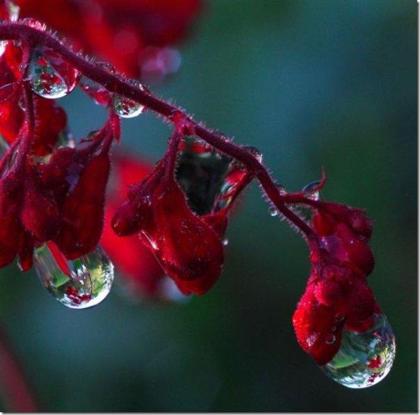 gota de agua (3)