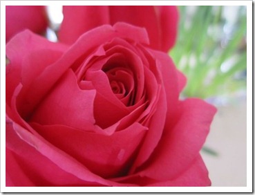 20120122_roses_002