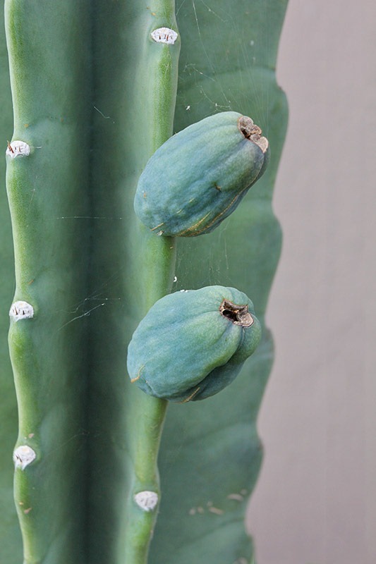 [110907_cereus_hildmannianus_fruit2.jpg]