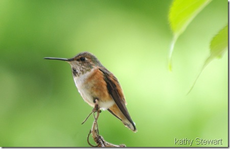 Female Rufous Hummingbird