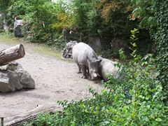 2011.08.07-028 rhinocéros
