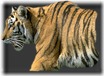 tigres (16)