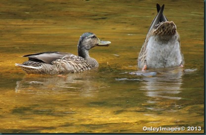 duck pair (5)