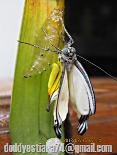 kupu-kupu Delias hyparete menetas 9
