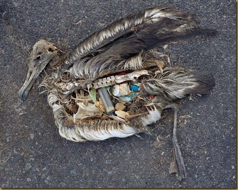 Albatros muertos en la playa despues de comer basura_1