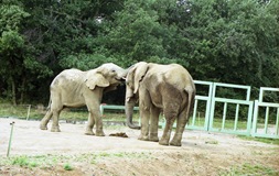 2001.09.05-148.09 éléphants