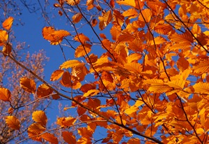 Copper_Beech_Fagus_sylvatica_f._purpurea_Autumn_Leaves_3008px