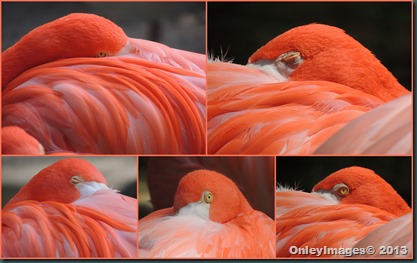 flamingo collage3