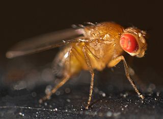 320px Drosophila melanogaster