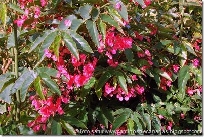 0096 El Risco-La Aldea(Begonia) 0096 El Risco-La Aldea(Begonia)