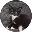 Muhammad Bilal Bajwa profile picture