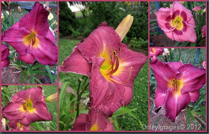 day lily collage