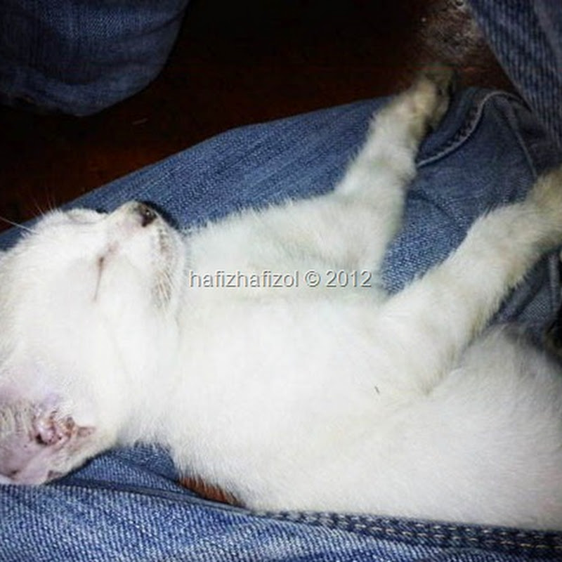 GELAGAT 3 EKOR KUCING COMEL TIDUR :)