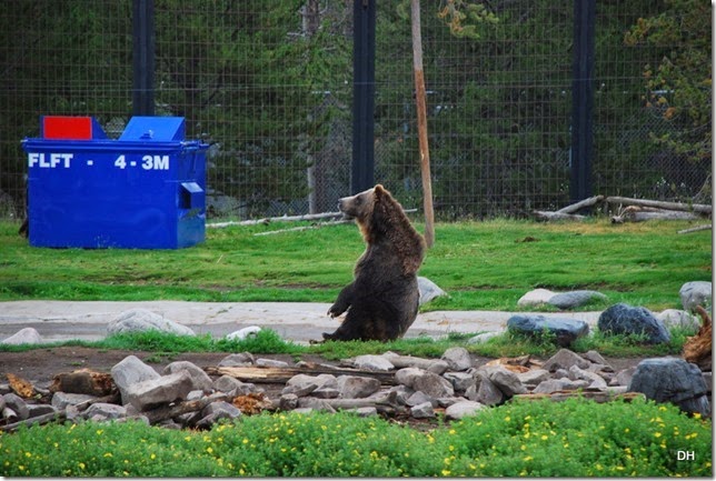 08-06-14 Grizzly and Wolf Discovery Center (210)